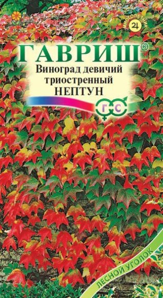 Виноград триостренный Нептун ЦВ/П (ГАВРИШ) 5шт лиана 15-20м