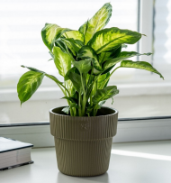 Горшок Алемар 2,4лит Оливка (с дренажной системой)