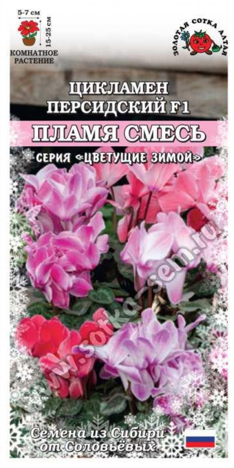 Цветы Цикламен Персидский Пламя Смесь ЦВ/П (СОТКА) 3шт комнатное 15-25см