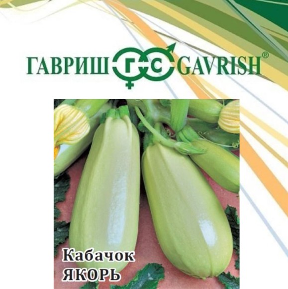 Кабачок 25гр Якорь ЦВ/П (ГАВРИШ) раннеспелый