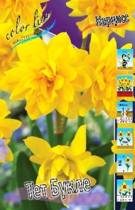 Нарциссы Тет Букле 12/14 (1уп/7шт)