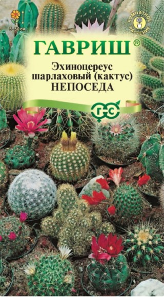 Цветы Эхиноцереус Непоседа смесь ЦВ/П (ГАВРИШ) 0,05гр комнатное кактус