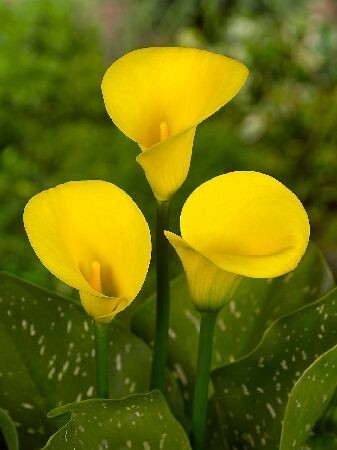 Калла Голд Краун (1уп/2шт)