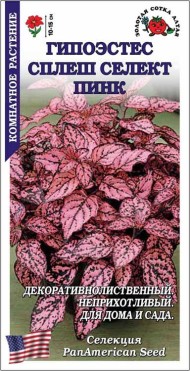 Цветы Гипоэстес Сплеш Селект Пинк ЦВ/П (СОТКА) 10шт комнатное 10-15см