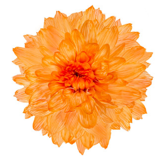 Краска для срезочных цветов 300мл Оранжевый Лотос 1уп/12шт