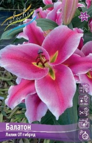 Лилия Балатон (1уп/5шт) ОТ Лилия Балатон (1уп/5шт) ОТ