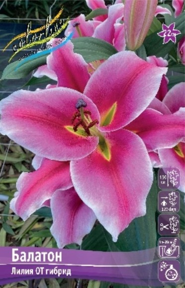 Лилия Балатон (1уп/5шт) ОТ