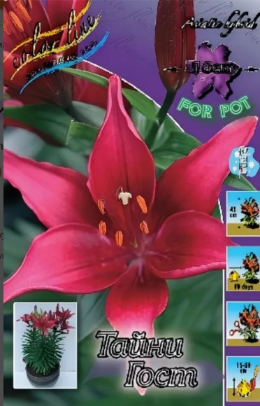 Лилия Тайни Гост 10/12 (1уп/7шт) Азиатс Низкорослая