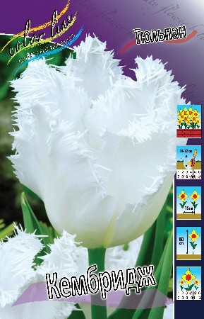 Тюльпан Кембридж 11/12 (1уп/7шт) бахромчатый 50-55см