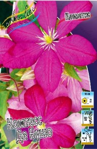 Клематис Комтесс Де Бушо (1уп/2шт)