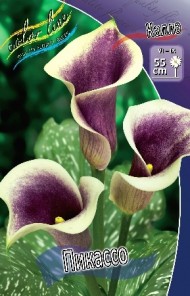 Калла Пикассо 12/14 (1уп/2шт) Калла Пикассо 12/14 (1уп/2шт)