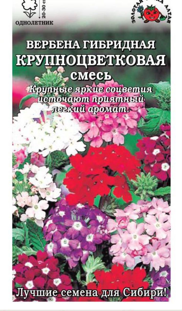 Купить Семена Вербены Бонарской В Интернет Магазине