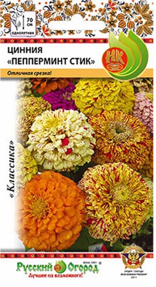 Цветы Цинния Пеперминт Стик ЦВ/П (НК) 30шт однолетник до 70см