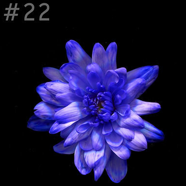Краска для срезанных цветов 1лит Бриллиантово фиолетовый №-22