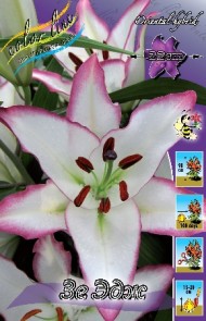 Лилия Зе Эдж (1уп/5шт) вост Лилия Зе Эдж (1уп/5шт) вост