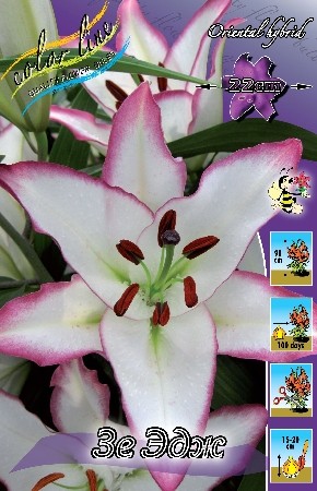 Лилия Зе Эдж (1уп/5шт) вост