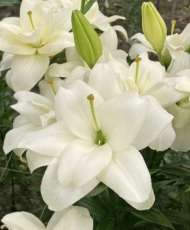 Лилия Бельведер (1уп/5шт) ЛА