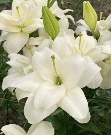 Лилия Бельведер (1уп/5шт) ЛА