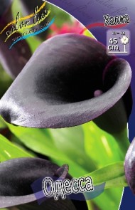 Калла Одесса (1уп/2шт)