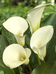 Калла Капитан Вентура (1уп/2шт)