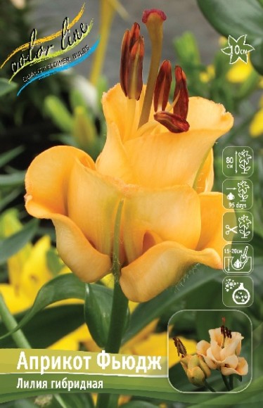 Лилия Априкот Фьюдж (1уп/3шт) ЛА махр