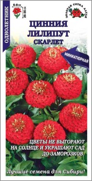 Цветы Цинния Лилипут Скарлет ЦВ/П (СОТКА) 0,2гр однолетник 25-35см Цветы Цинния Лилипут Скарлет ЦВ/П (СОТКА) 0,2гр однолетник 25-35см