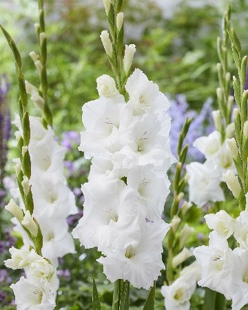 Гладиолусы Баннана Айс 10/12 (1уп/8шт)