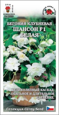 Цветы Бегония Шансон Белая F1 ЦВ/П (СОТКА) 5шт комнатное 30-45см