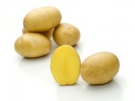 Картофель Бельмондо в сетке 2кг (Цена за сетку) среднеранний