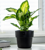 Горшок Алемар 2,4лит Чёрный (с дренажной системой)