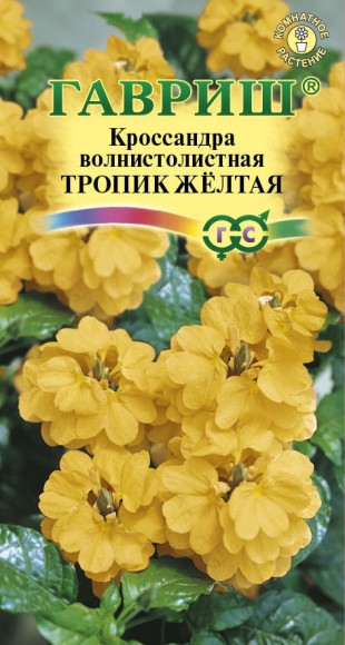 Цветы Кроссандра Тропик Жёлтая ЦВ/П (ГАВРИШ) 3шт комнатное до 25см