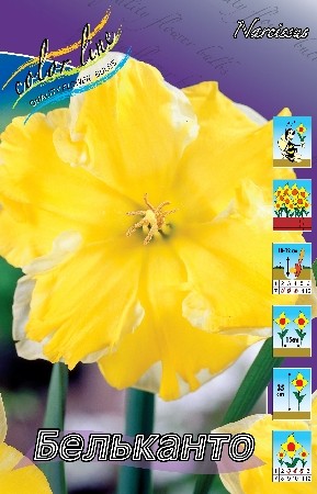 Нарциссы Бельканто 12*14 (1уп/3шт)