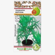 Цветы Пальма Трахикарпус Форчуна ЦВ/П (НК) 5шт комнатное до 3м