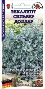 Цветы Эвкалипт Сильвер Доллар ЦВ/П (СОТКА) 3шт комнатное до 1,75м