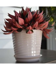 Горшок Верона 0,75лит D-11см Фраппе с поддоном (фиалочница)