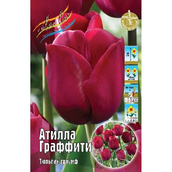 Тюльпан Атилла Граффити (1уп/7шт) триумф 40-60см