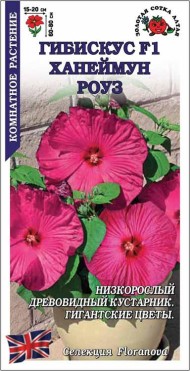 Цветы Гибискус Ханеймун Роуз F1 ЦВ/П (СОТКА) 3шт комнатное 60-80см