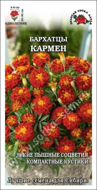 Цветы Бархатцы Кармен ЦВ/П (СОТКА) 0,2гр однолетник отклоненные 20-30см