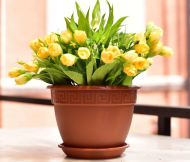 Горшок Антик 10лит D-32см Терракот с поддоном