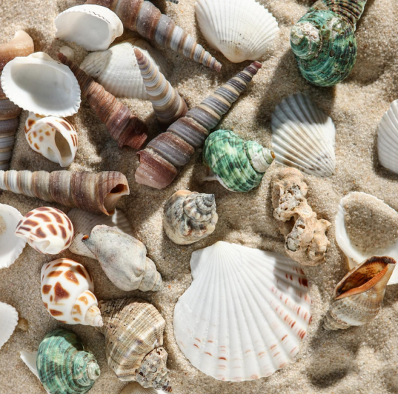 Набор Ракушек 100гр Арт-1002240