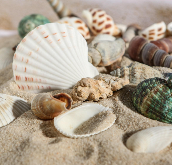 Набор Ракушек 100гр Арт-1002240