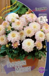 Георгины Геллери Монет (1уп/1шт)