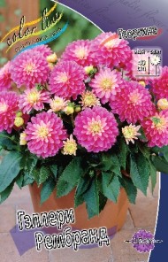 Георгины Геллери Рембранд (1уп/1шт)