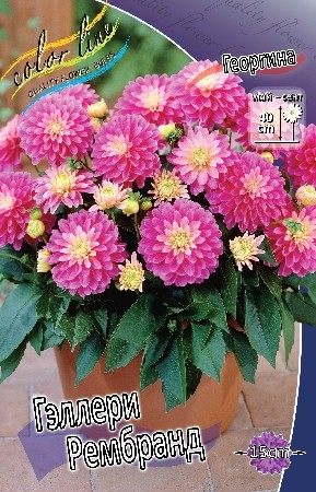 Георгины Геллери Рембранд (1уп/1шт)