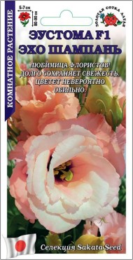 Цветы Эустома Эхо Шампань ЦВ/П (СОТКА) 5шт комнатное 80-90см