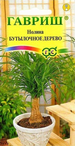 Цветы Нолина Бутылочное дерево ЦВ/П (ГАВРИШ) 3шт комнатное