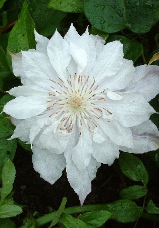 Клематис Жакмана Альба МАХРОВ (1уп/2шт)