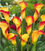 Калла Флейм (1уп/2шт)