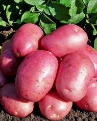 Картофель Лабелла в сетке 2кг (Цена за сетку)