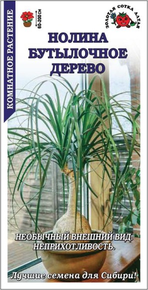 Цветы Нолина Бутылочное дерево ЦВ/П (СОТКА) 5шт комнатное до 2м Цветы Нолина Бутылочное дерево ЦВ/П (СОТКА) 5шт комнатное до 2м